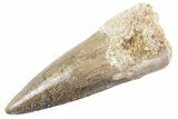 Fossil Spinosaurus Tooth - Nice Tip #360154-1